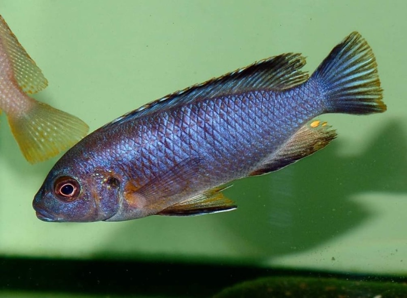 Maylandia flavifemina 'Chidunga Rocks'